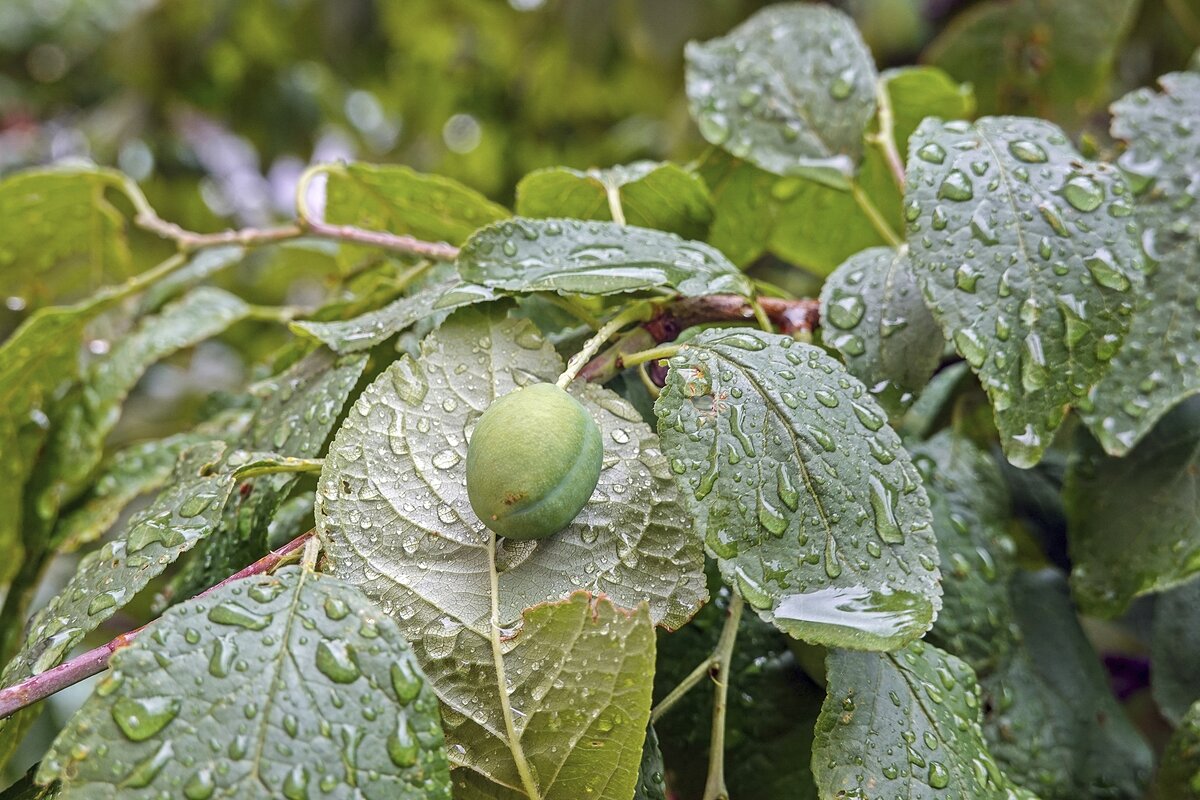 Дождливо - Валерий Иванович