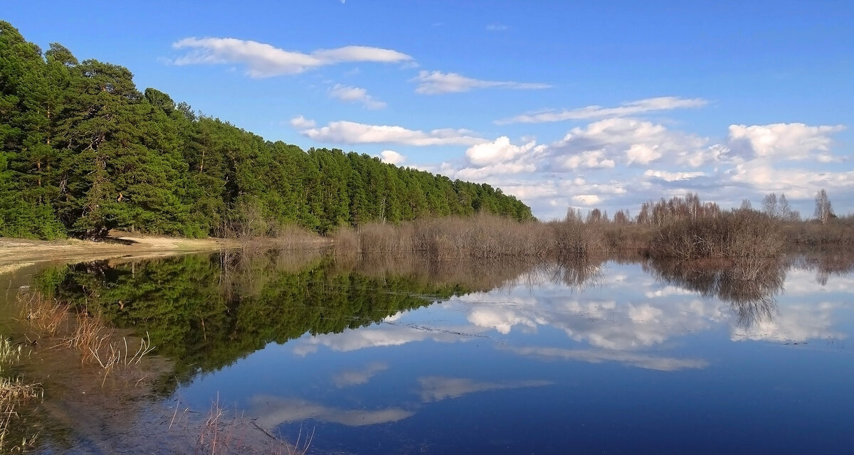 Бор кедровый - Valentina K Бор кедровый - Valentina K