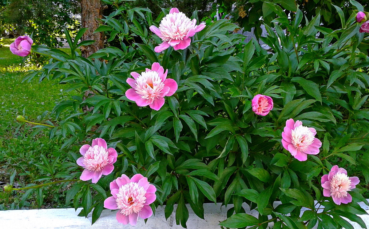 Цветение пионов. - сергей ермошкин