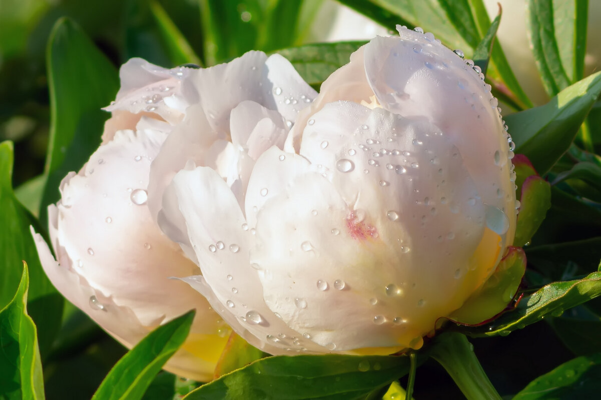 пиончики - Виталий Емельянов