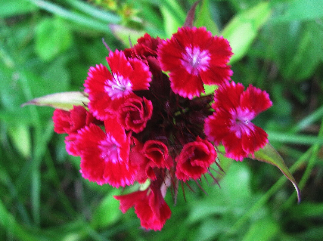 Яркая гвоздика - Людмила Смородинская