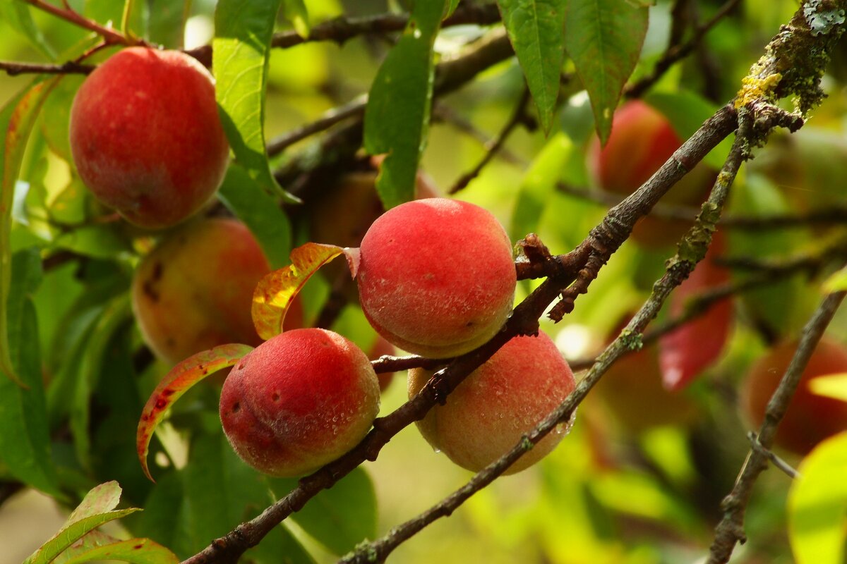 Спеют - Юрий. Шмаков Спеют - Юрий. Шмаков