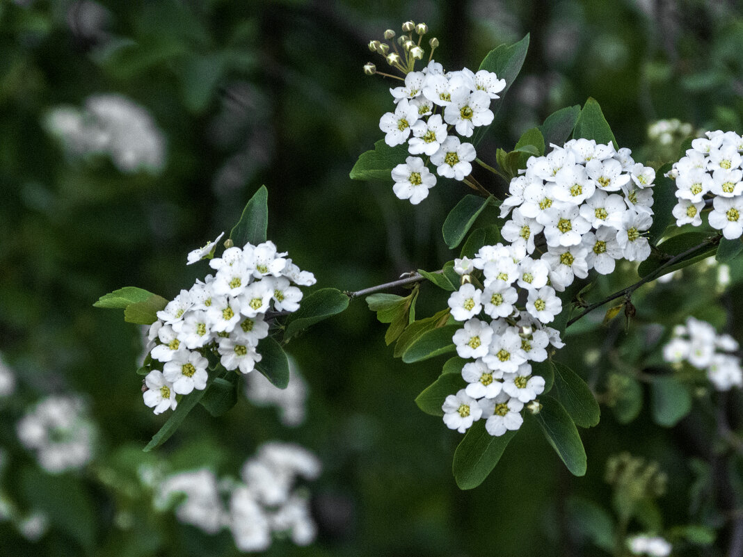 Спирея Вангутта - Валентин Семчишин