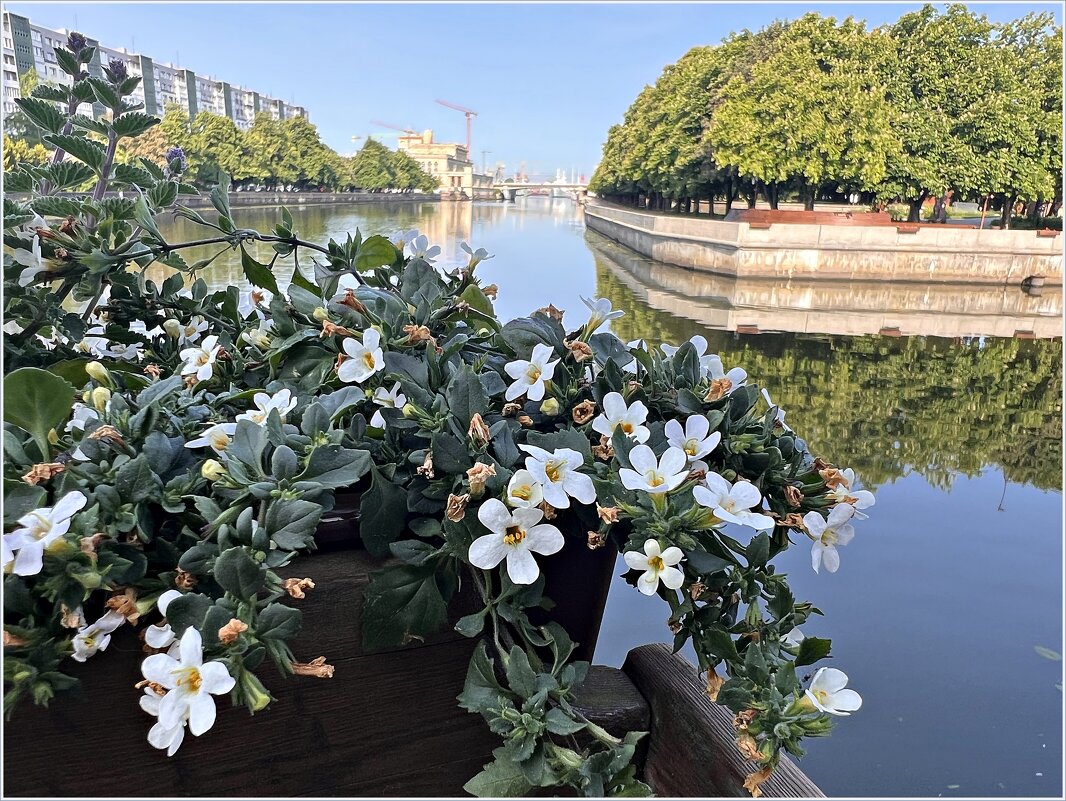 Июнь. Городские цветы. - Валерия Комова
