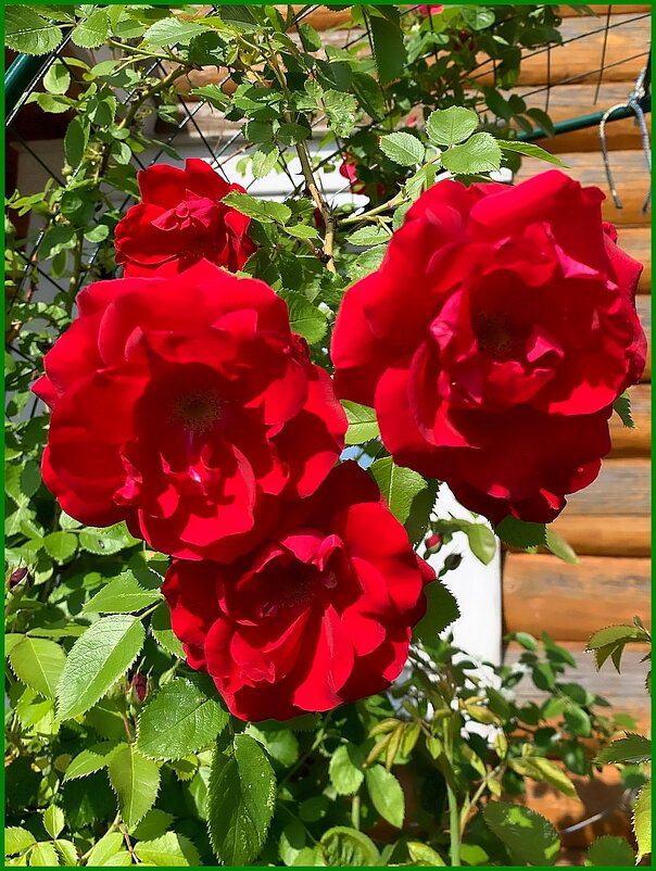 Царица сада. - Ольга Довженко