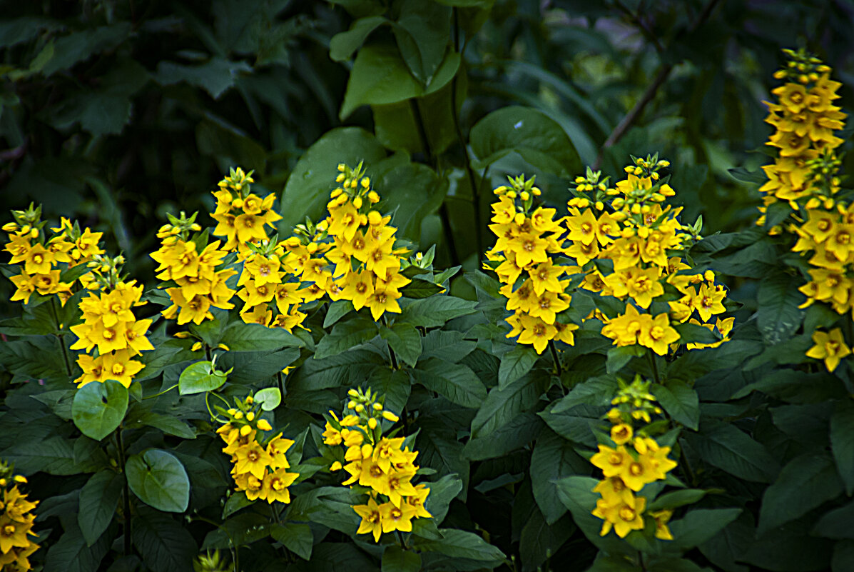 Летнее - Владимир Кроливец