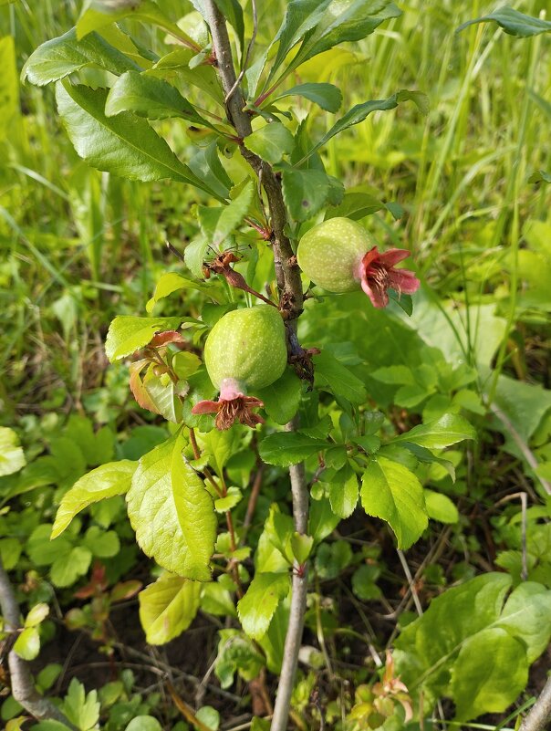Айва - Сергей Лындин