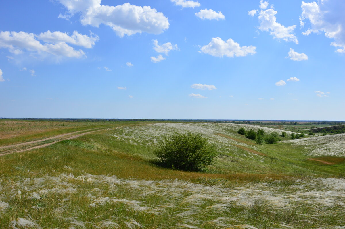 Ковыль. - Виктор 