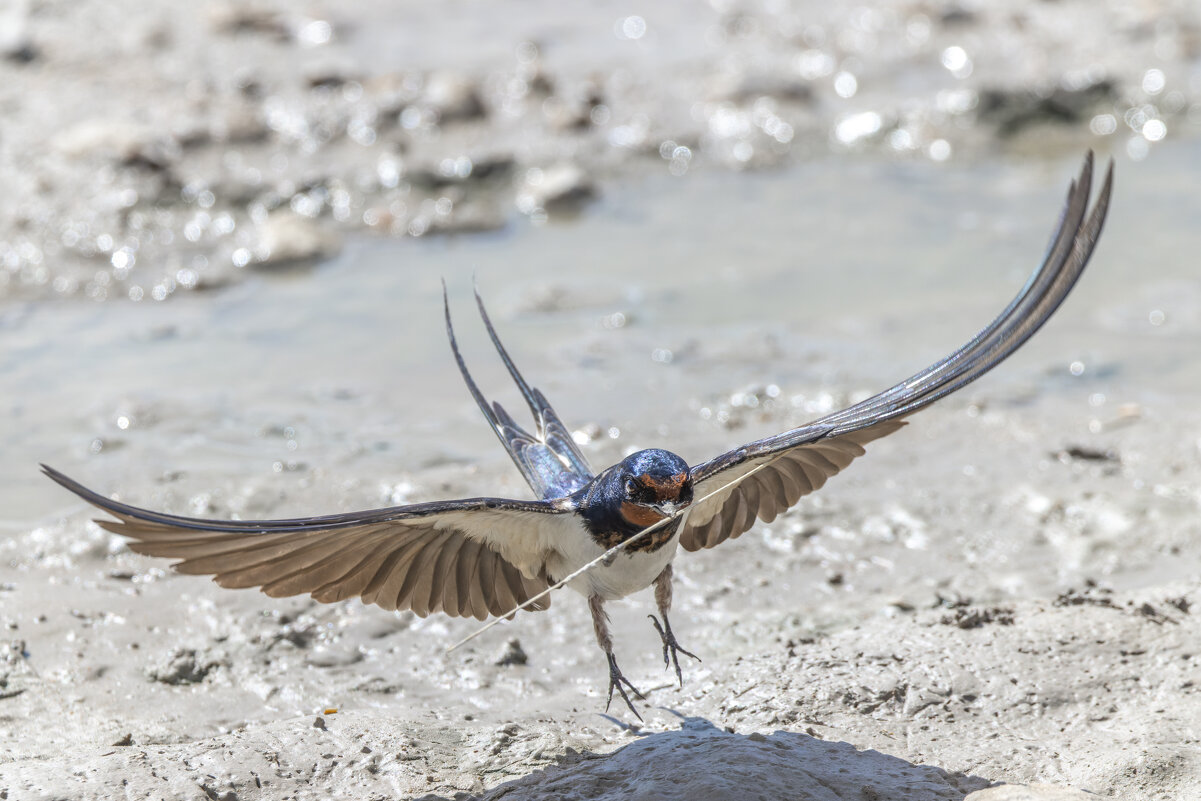 ласточка деревенская - юрий макаров ласточка деревенская - юрий макаров