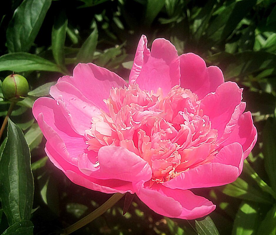 Пион - Елена Семигина