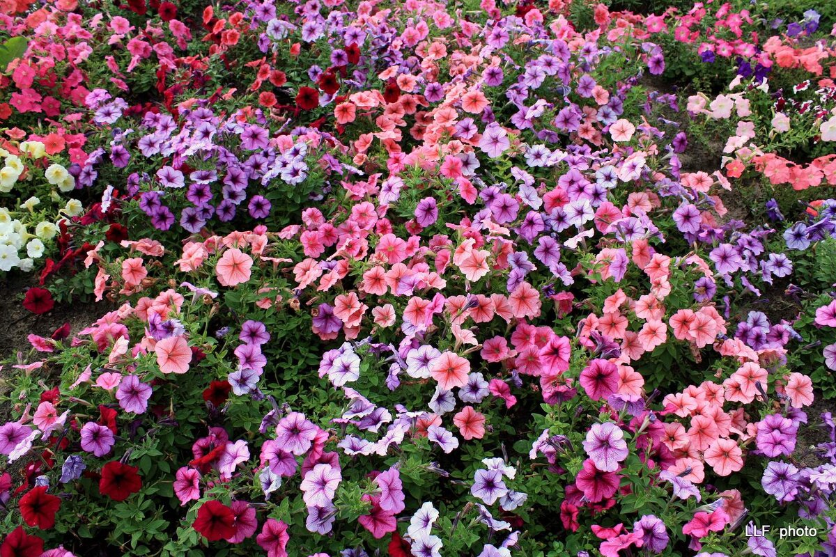 Ковёр из петунии - Liudmila LLF Ковёр из петунии - Liudmila LLF