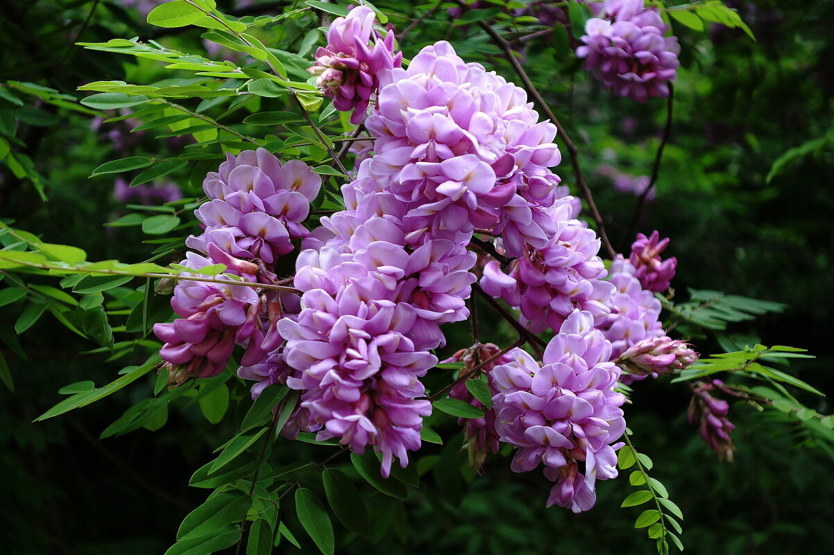 Цветет Акация - Рита Симонова