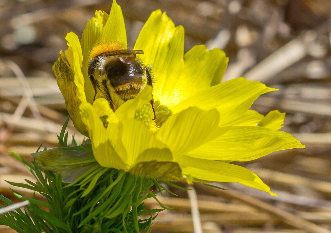 Краски лета. Шмель на цветке Адонис Весенний (Горицвет). - Алексей Трухин Краски лета. Шмель на цветке Адонис Весенний (Горицвет). - Алексей Трухин