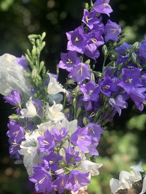 ☀️ - Анна Камс