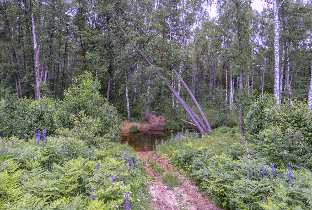 Брод - Сергей Цветков