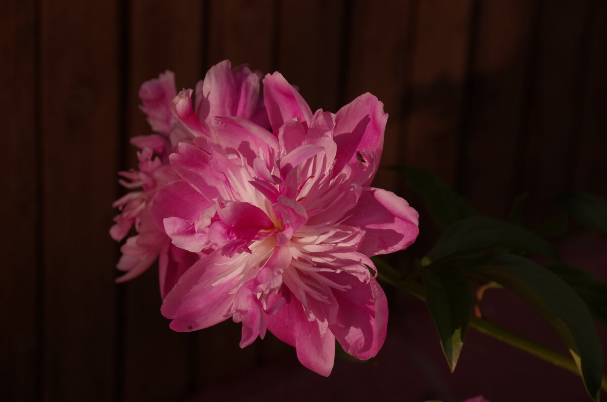 Розовый пион - Сергей Швечков