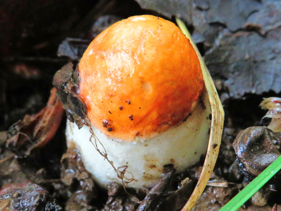 Крошечный подосиновик - Андрей Снегерёв