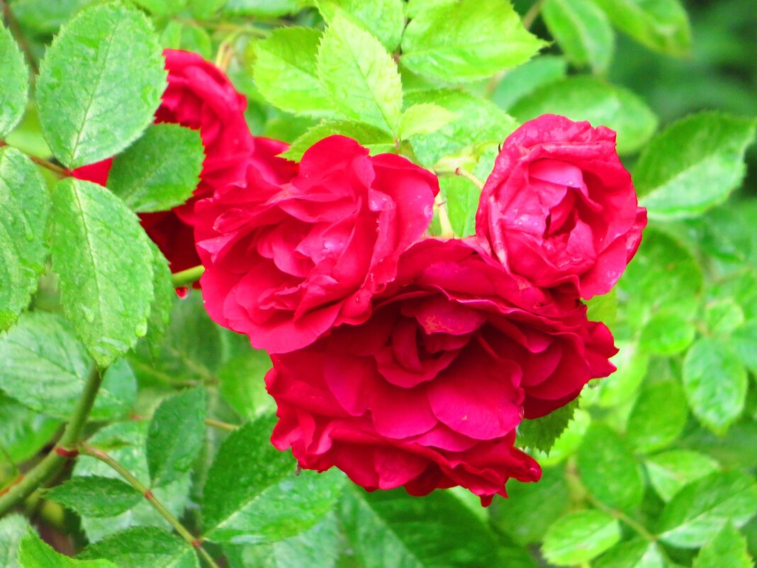 Соцветие роз - Андрей Снегерёв Соцветие роз - Андрей Снегерёв