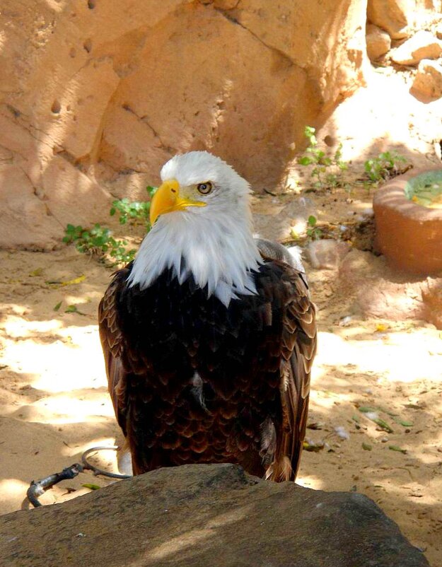 Белоголовый орлан. - Валерий Новиков Белоголовый орлан. - Валерий Новиков