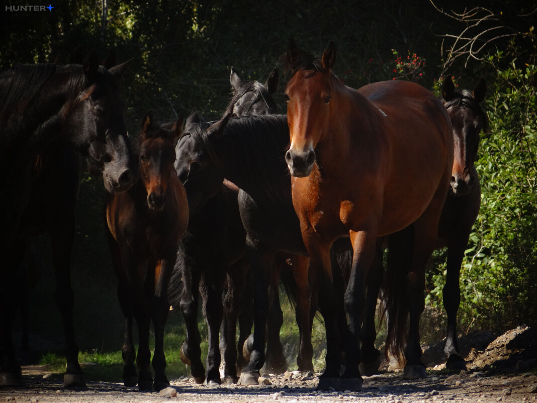 Кабардино-Балкария - Полина Лопатина (Hunter) Кабардино-Балкария - Полина Лопатина (Hunter)