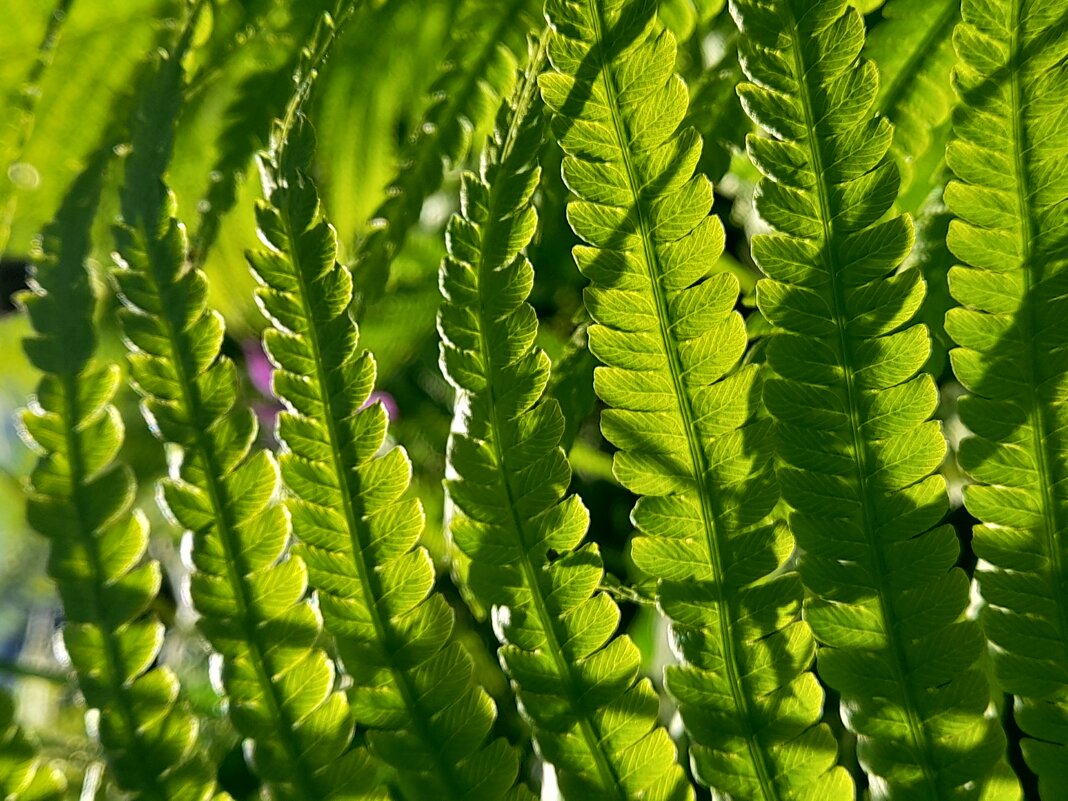 солнечный день - Ирина Лесиканич