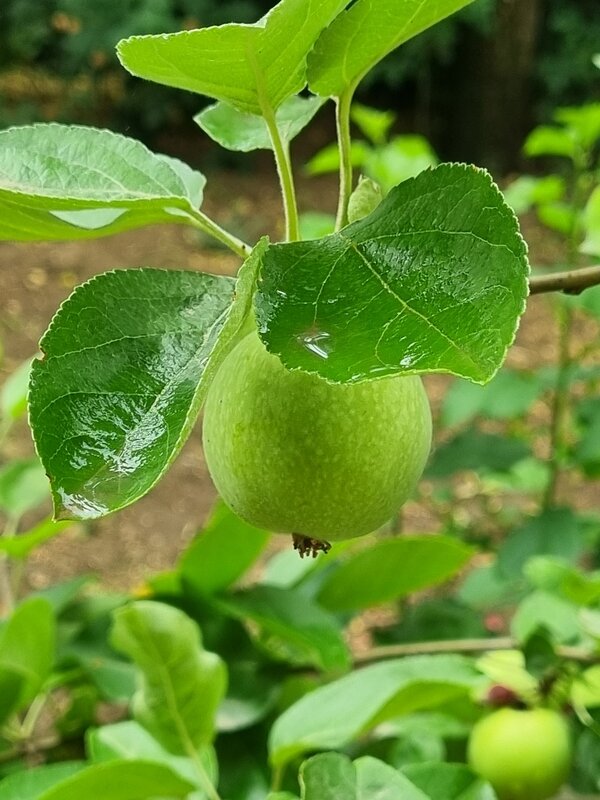 После ночного дождя - Наталья 