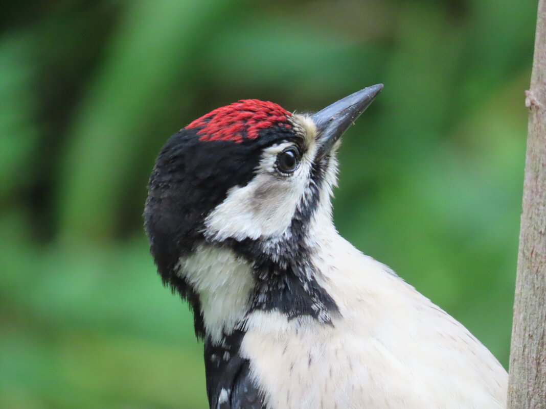 Слеток БПД - Ольга Митрофанова