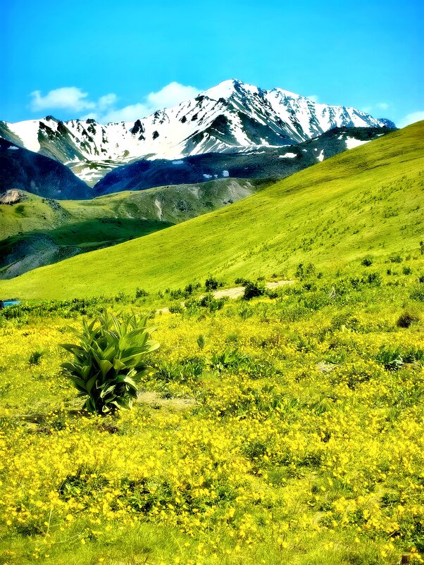 Лютики в цвету. КБР. Поляна Эммануэля. - Светлана 13.06.