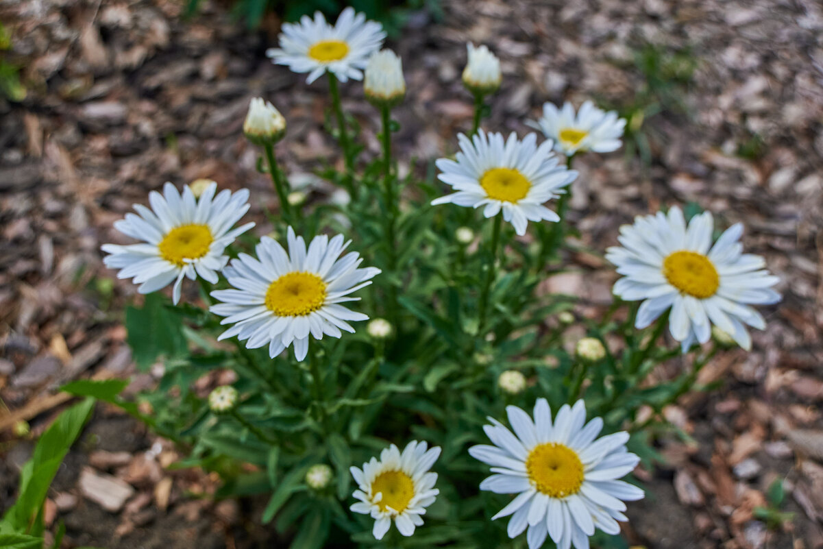 ромашки - Александр Леонов
