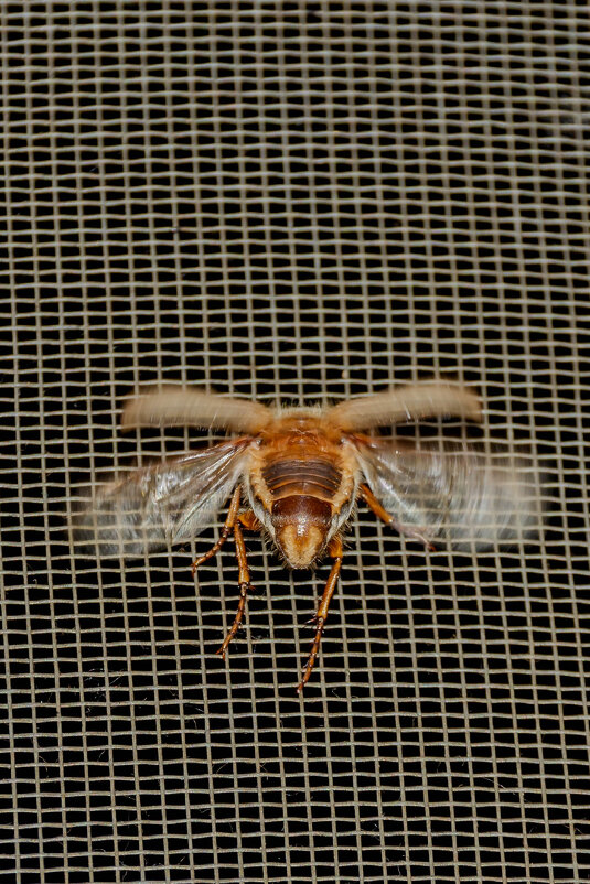 Майский Жук - Владимир VS