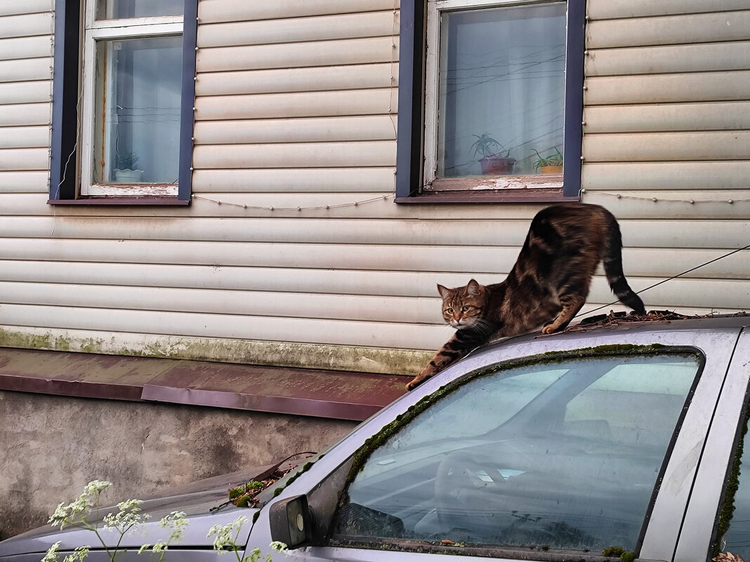 Кот обормот )) - Денис Бочкарёв