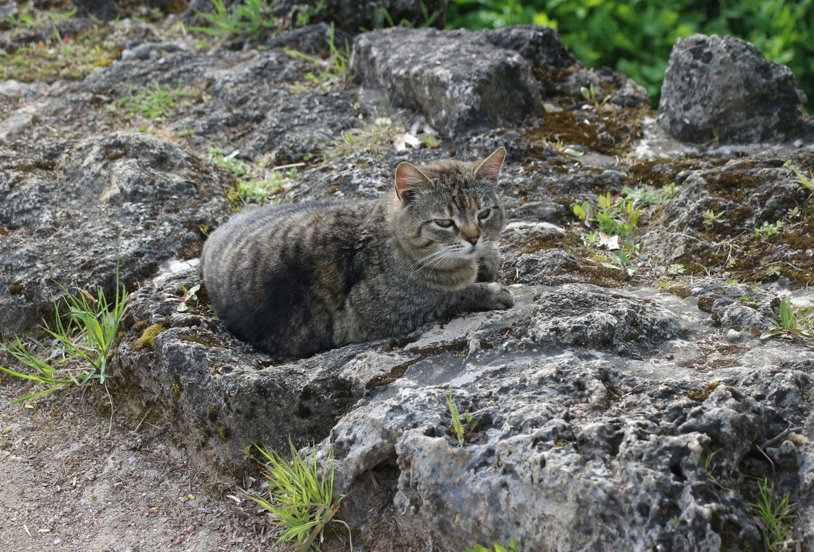 *** - Наталья Герасимова