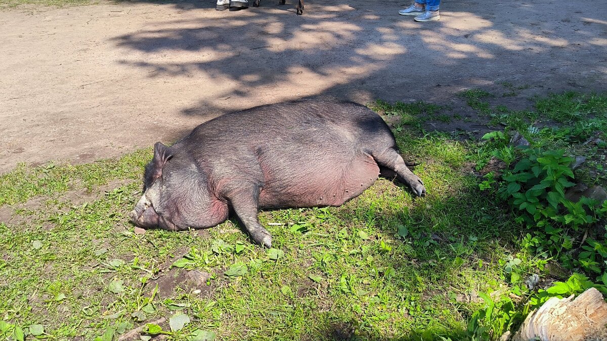 Фунтик отдыхает. - Ольга 