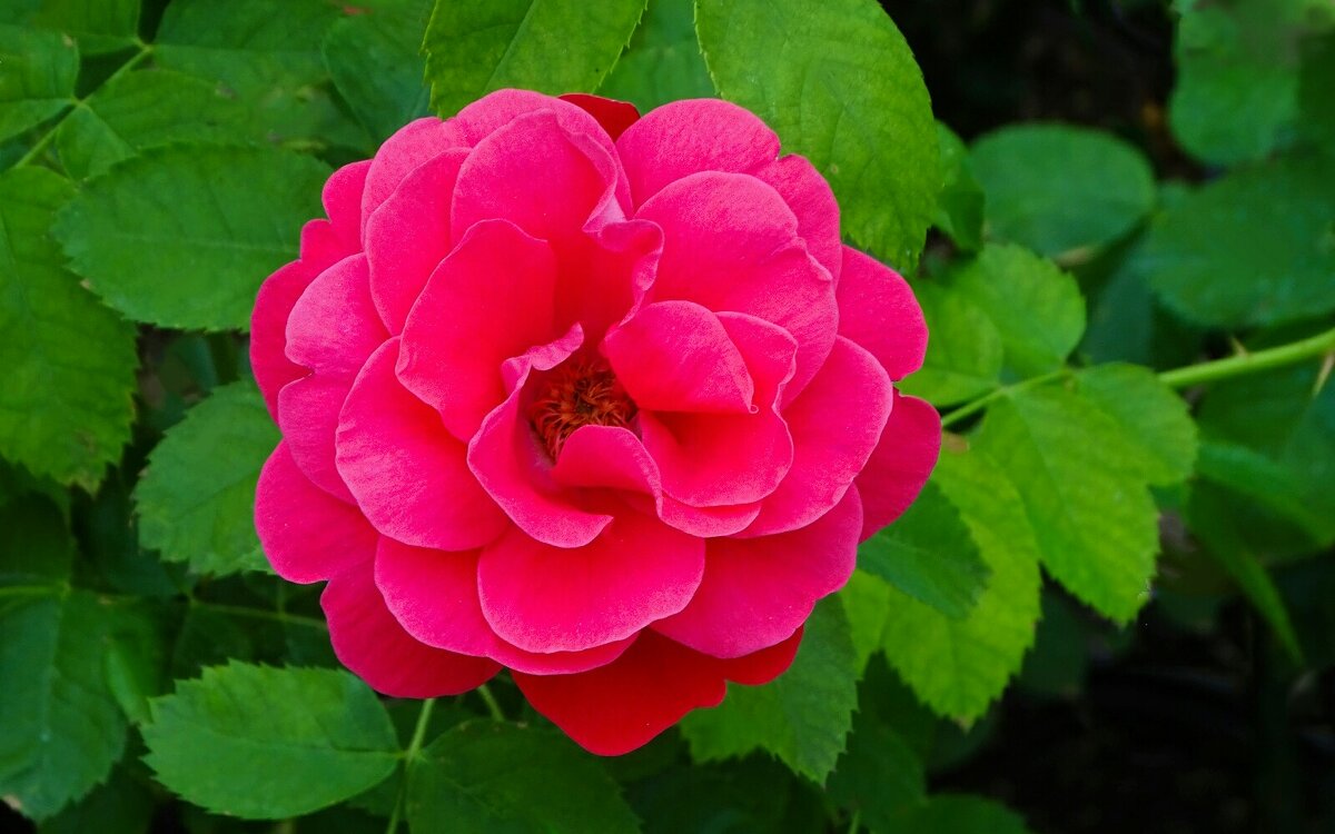 В Смоленске 19.06.2025 - Милешкин Владимир Алексеевич В Смоленске 19.06.2025 - Милешкин Владимир Алексеевич