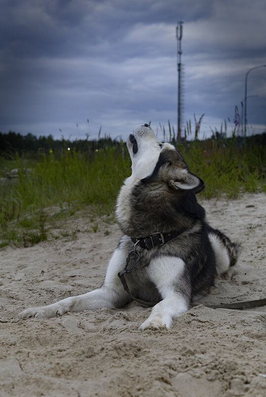 Ярик. - leff Postnov Ярик. - leff Postnov