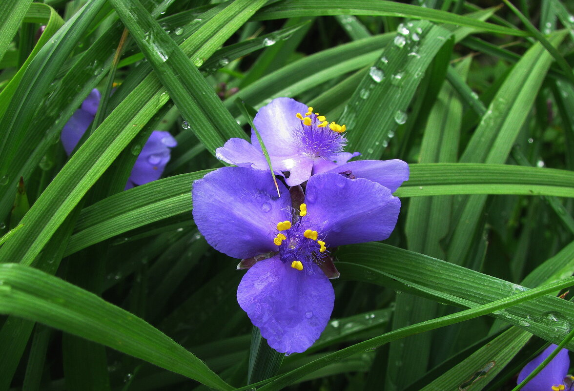 Традесканция после дождя - Людмила Смородинская
