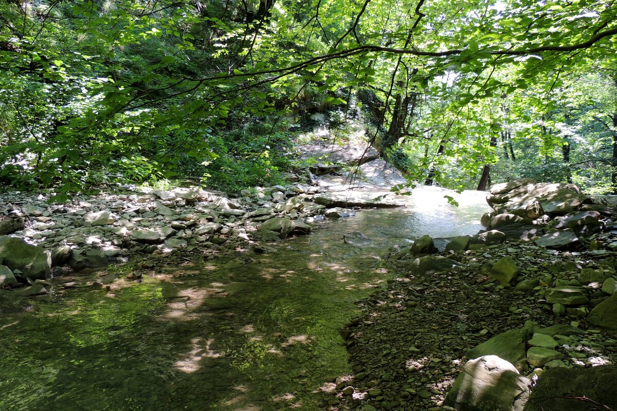 В лесу недалеко от Геленджика - Андрей Л. В.