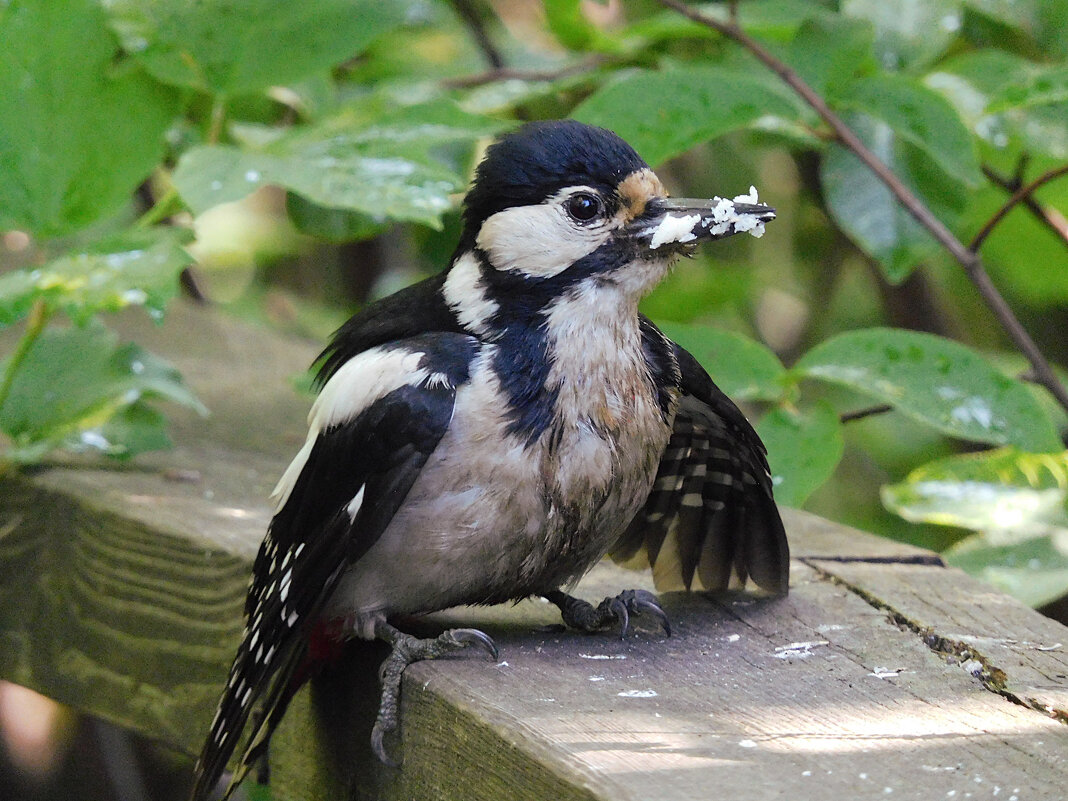 Самка БПД - Лина 