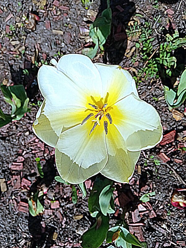 Цвет весны. - Владимир Драгунский