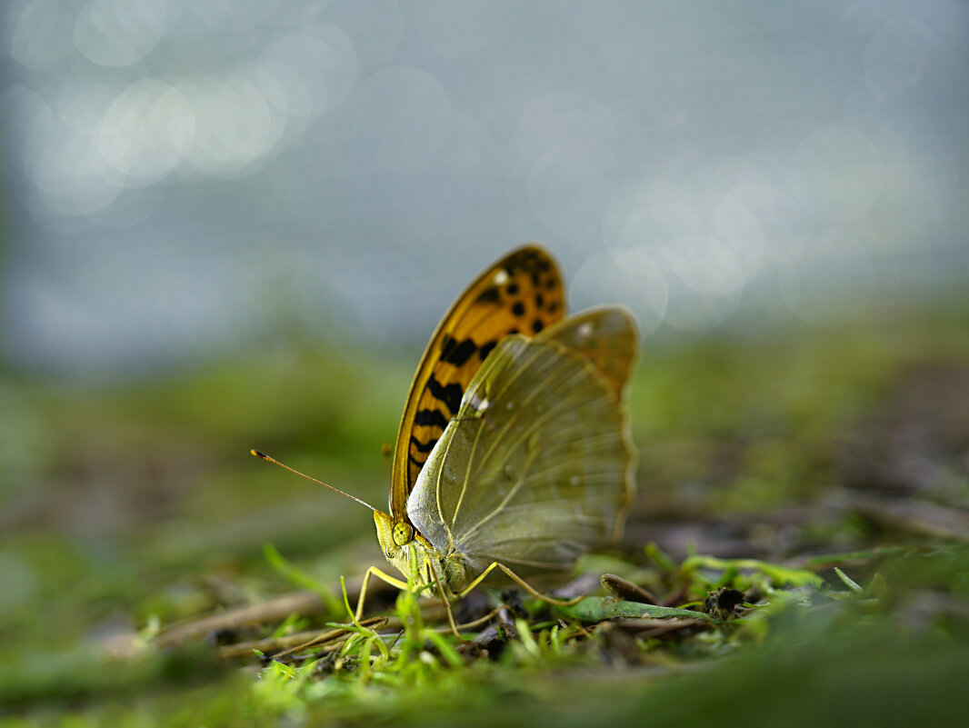 Бабочка - Эдуард Куклин