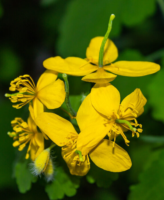 Чистотел - Светлана SvetNika17