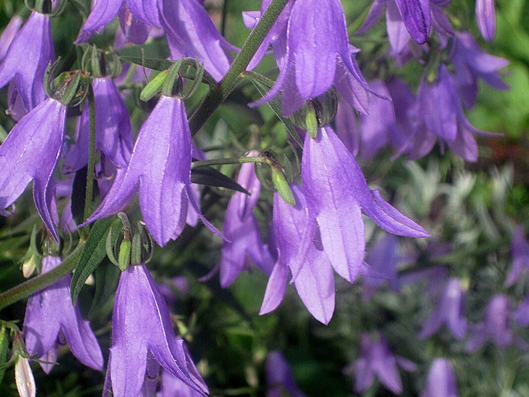Колокольчики - Елена Семигина