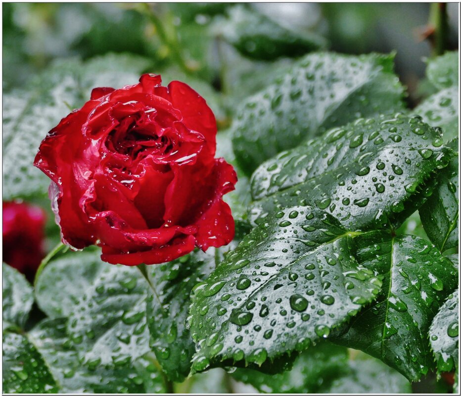 УМЫТАЯ ДОЖДЁМ... - Elvira E. 