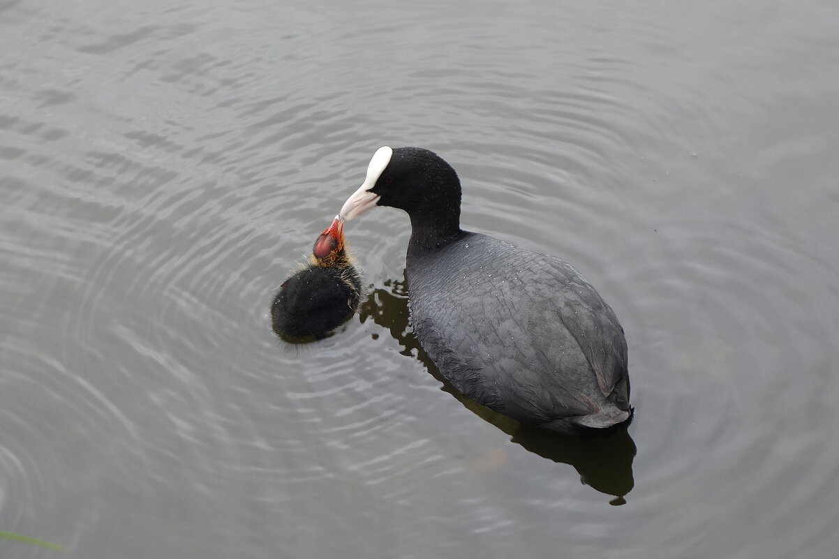 Кормление - Рита Симонова