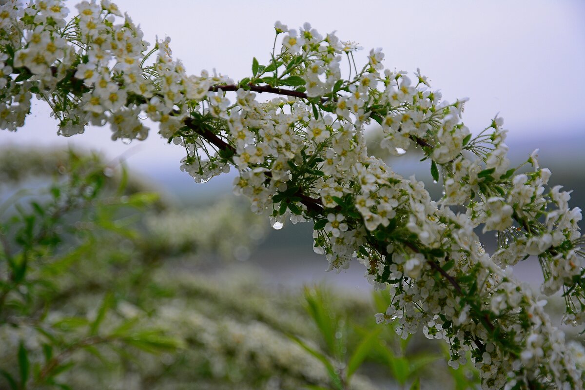 После дождя. - Михаил Колосов 