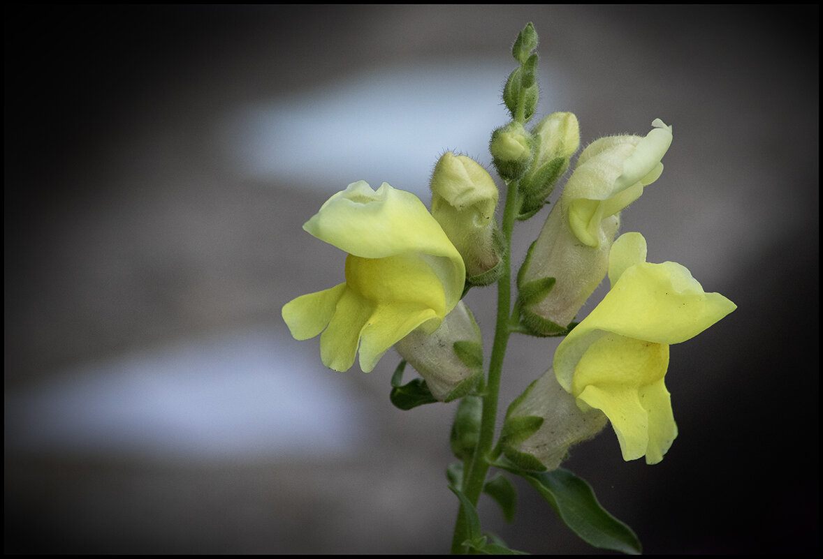 Львиный зев. - Лилия * Львиный зев. - Лилия *
