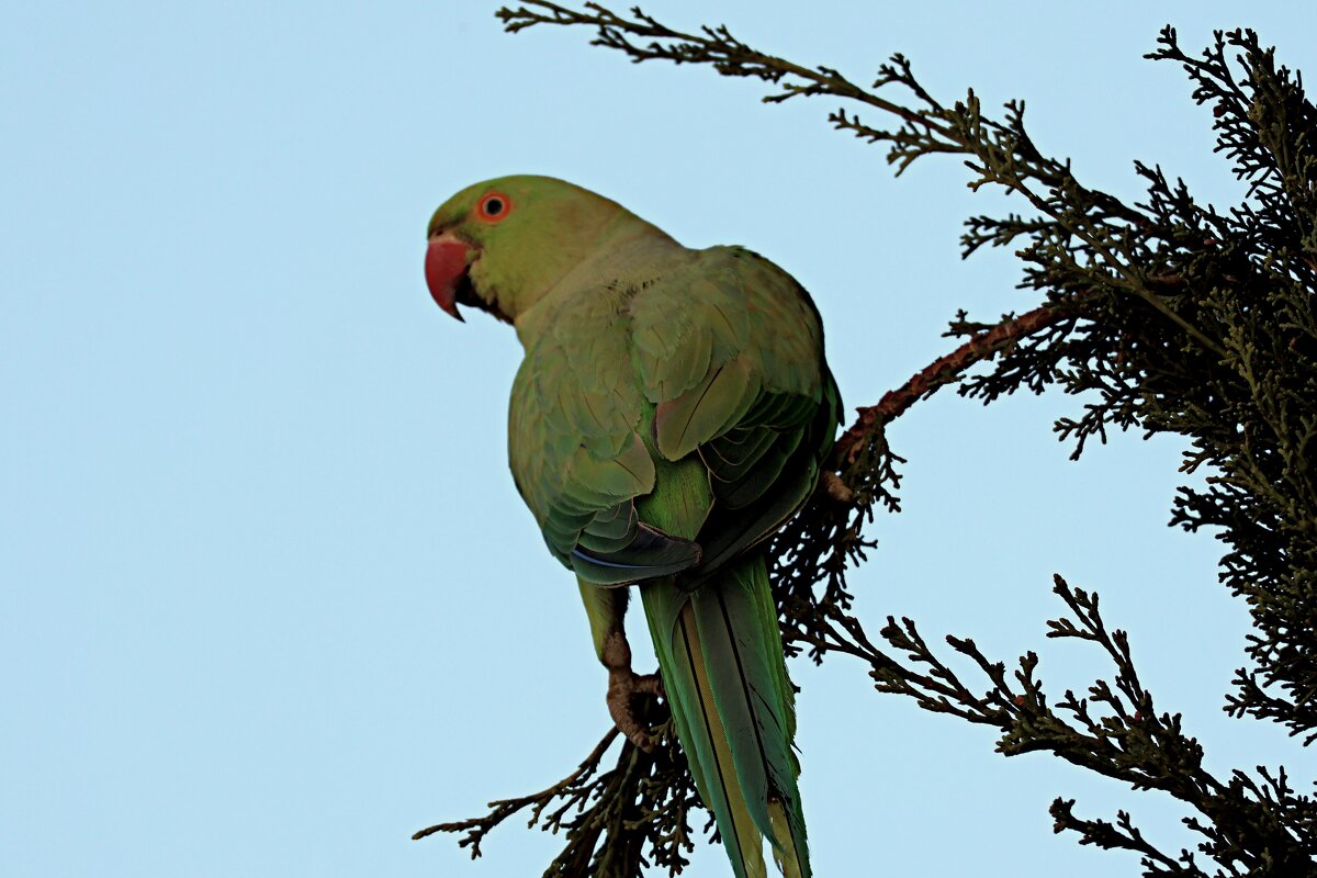 Моя модель - Аркадий Басович