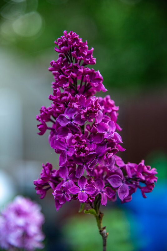 Цветы - Александр Бочериков