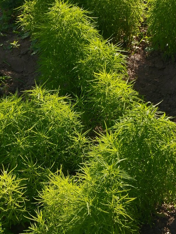 Talgar. - Murat Bukaev 