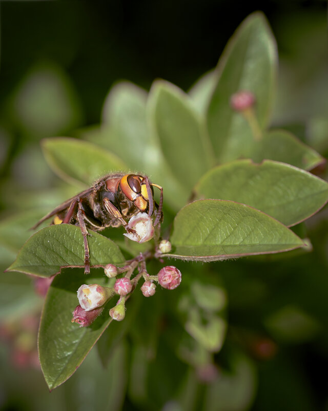 Шершень - Эдуард Куклин Шершень - Эдуард Куклин